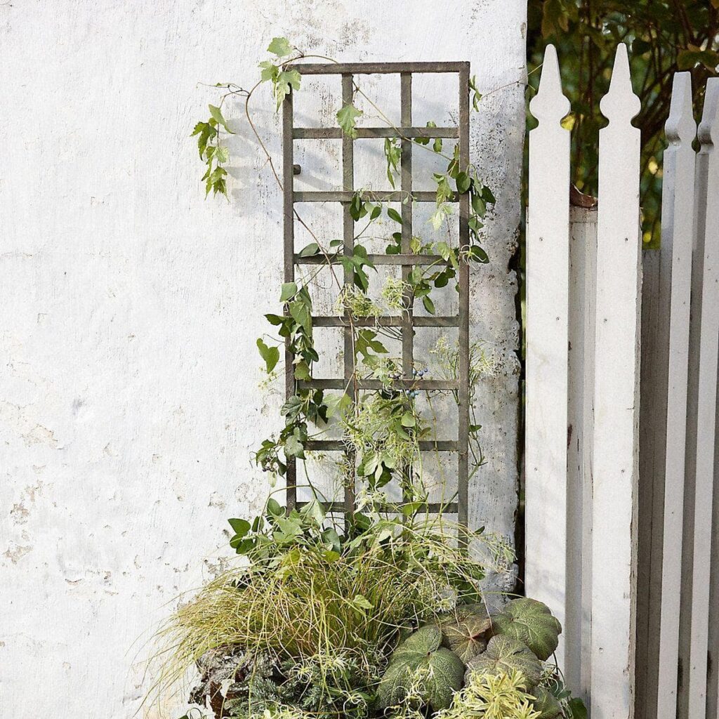 climbing plant screen