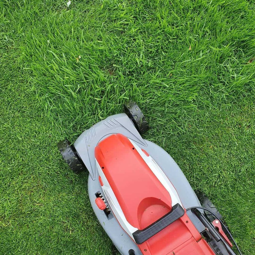 when to cut grass short