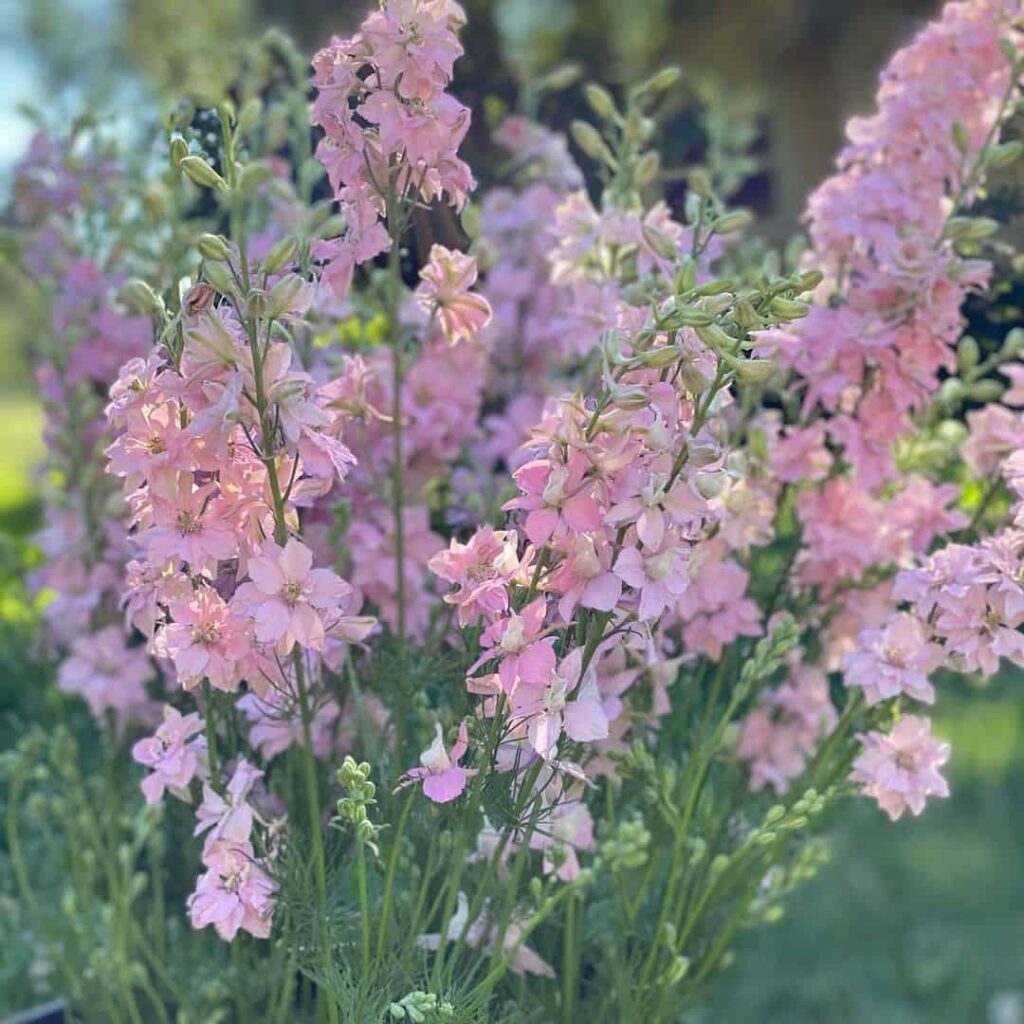 elegant blooms of larkspur