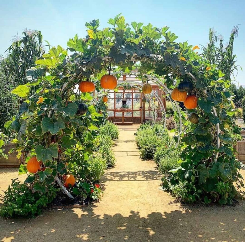 grow arching pumpkins