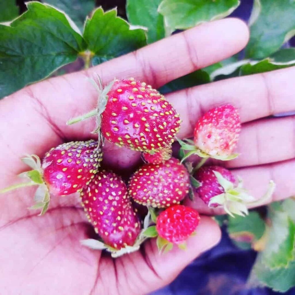 harvest strawberries in june