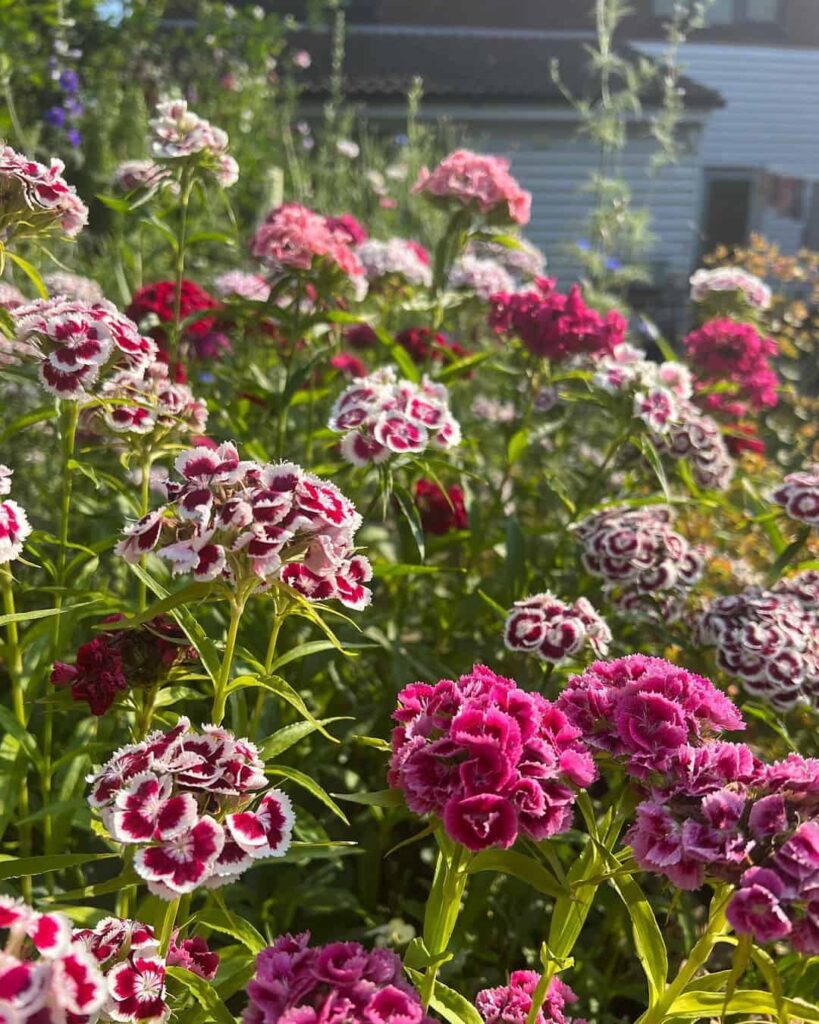 plant flowers in july