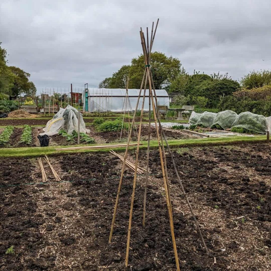 plant squash in june