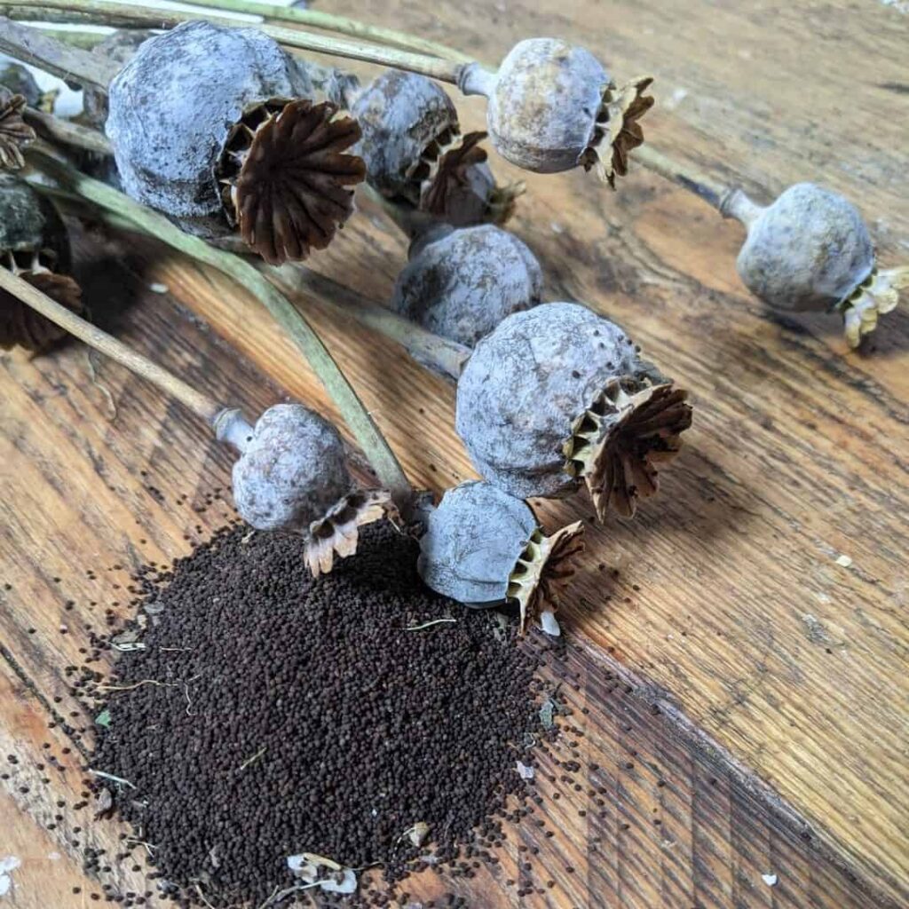 poppy seeds harvest