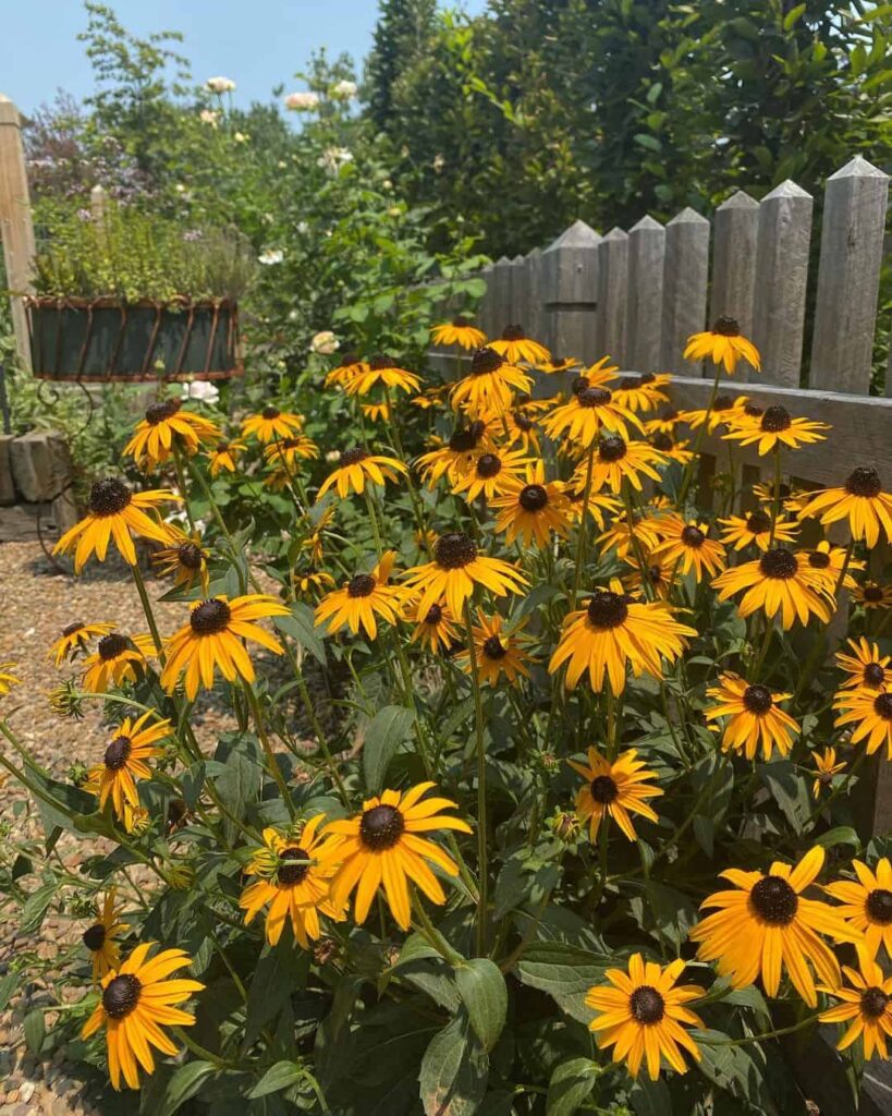 radiant rudbeckia