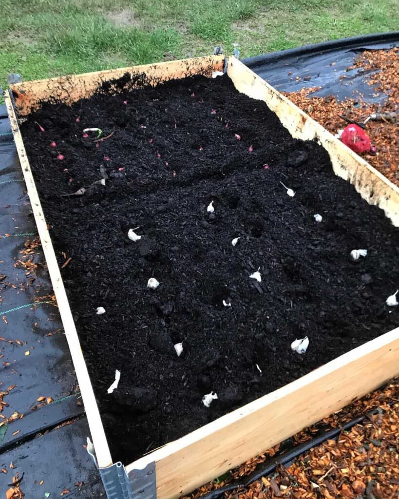 sow garlic into the ground