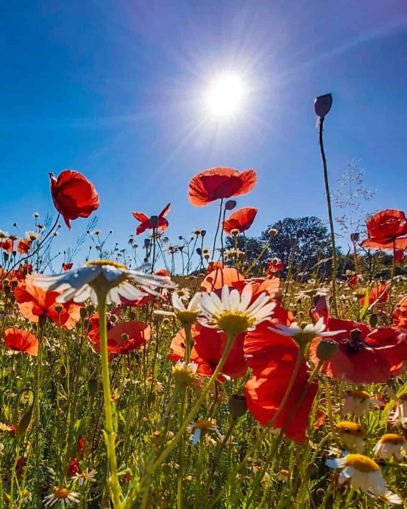 sowing poppies in september