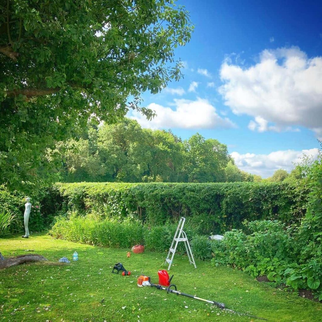 trim hedges in june