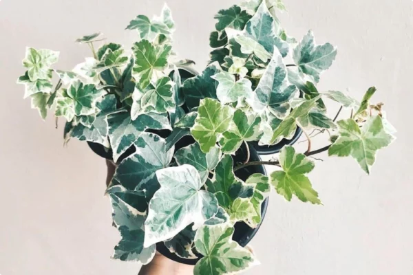 9 Best trailing plants for evergreen winter hanging baskets 2