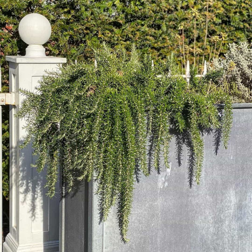 9 Best trailing plants for evergreen winter hanging baskets 30