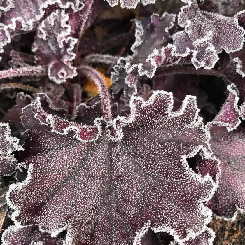 9 Best trailing plants for evergreen winter hanging baskets 31