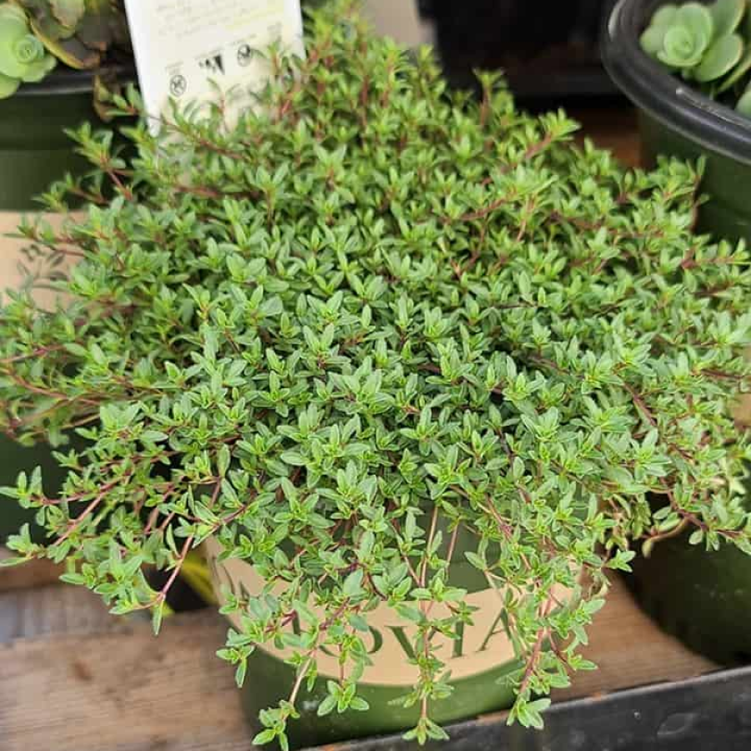 9 Best trailing plants for evergreen winter hanging baskets 32