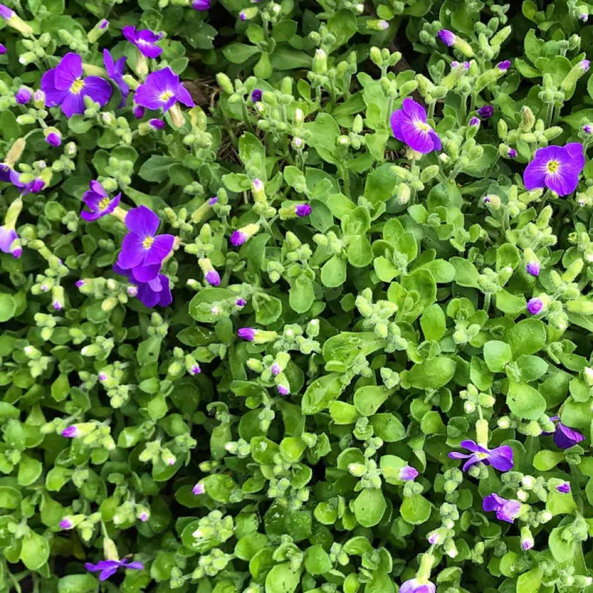 9 Best trailing plants for evergreen winter hanging baskets 33