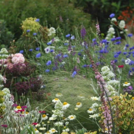 What to do in the Garden in June - 22 Gardening Jobs to do Now 1